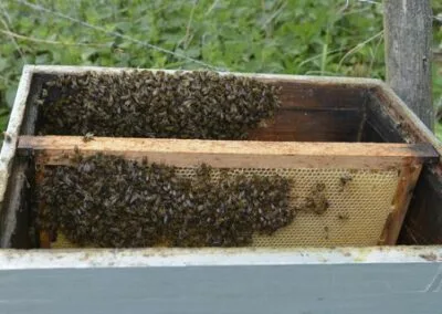 Photo - Projet-Beievollek